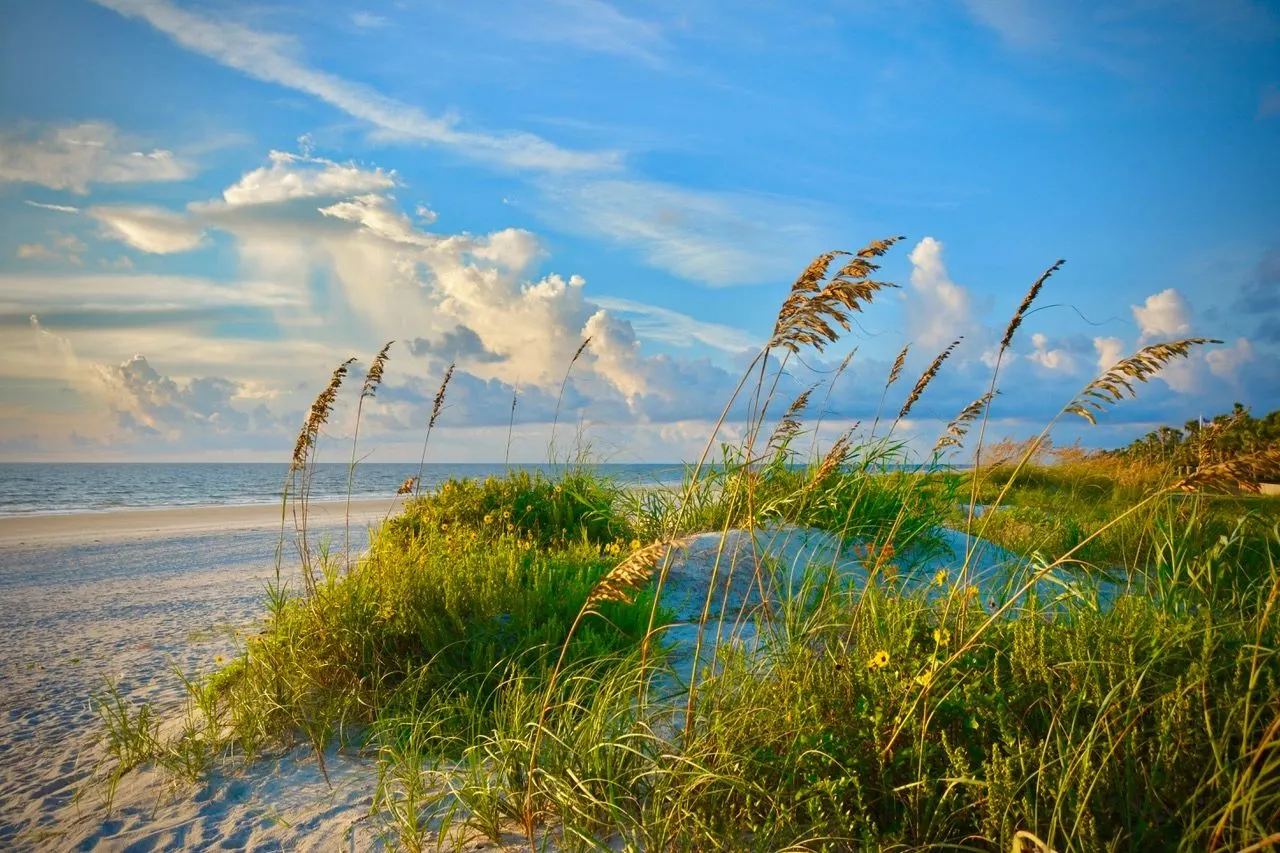Sea oats on the dunes under a blue sky